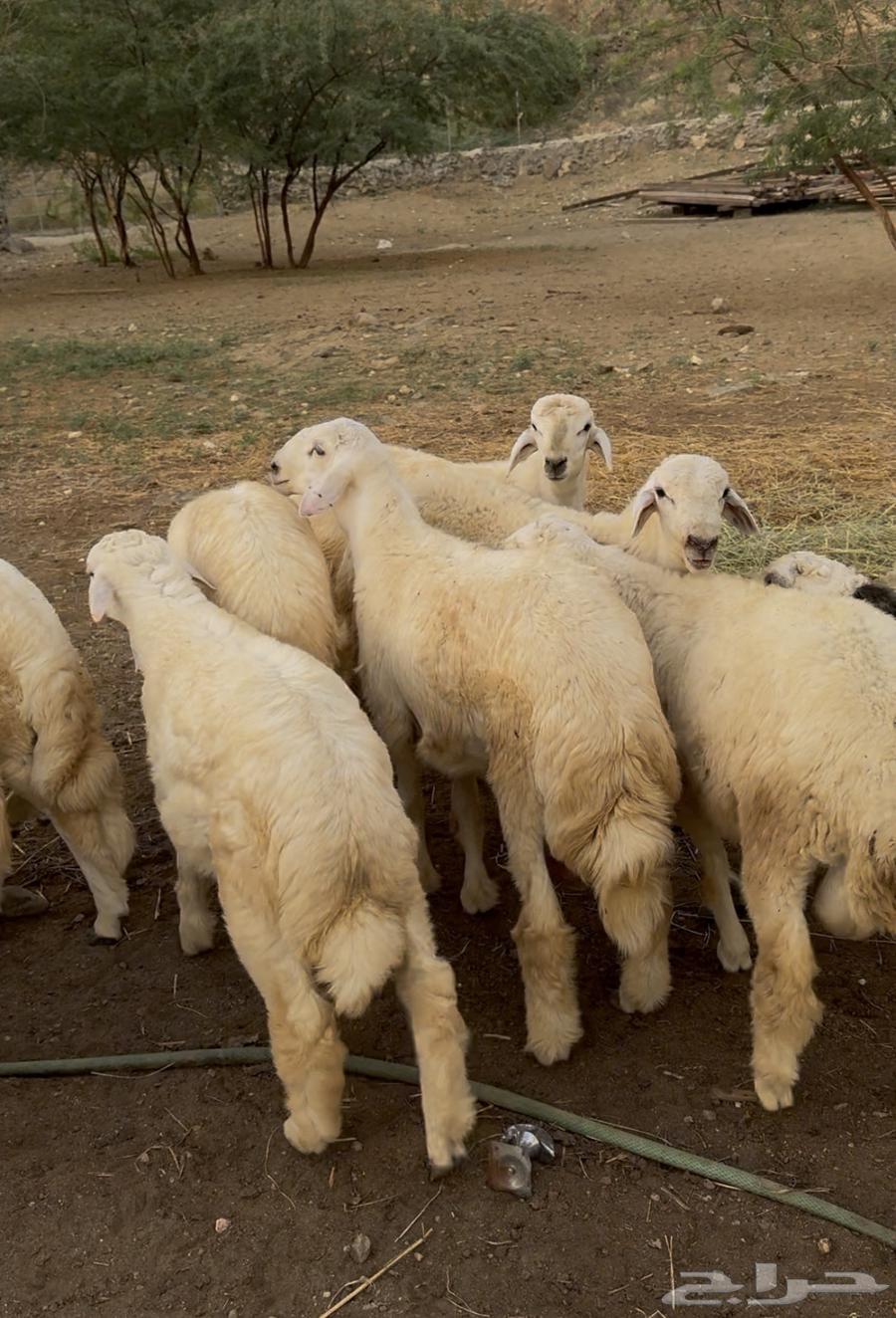 خرفان او طليان حريات جبره 15 ( تم البيع)64586326745217110