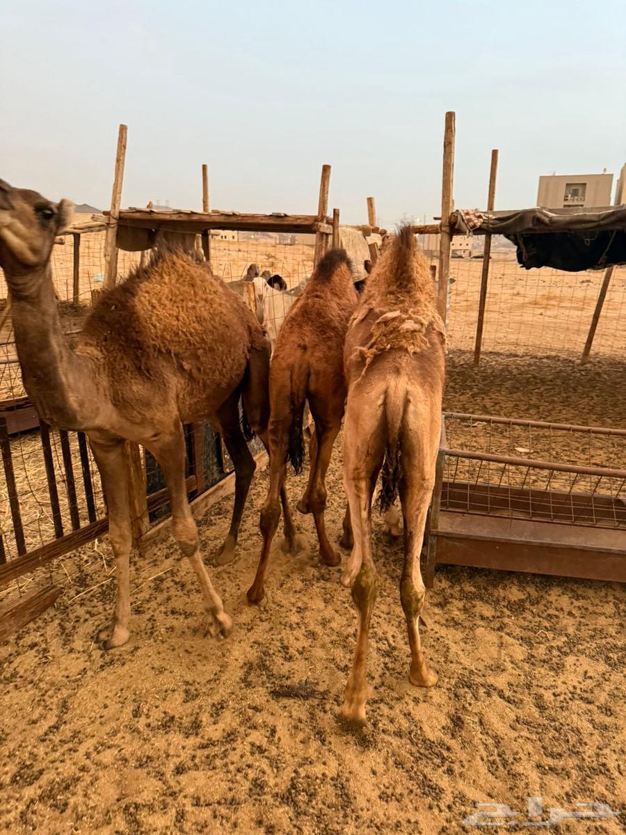 للبيع 3 قعدان سمينة العمر 5-6 اشهر64585893659139112