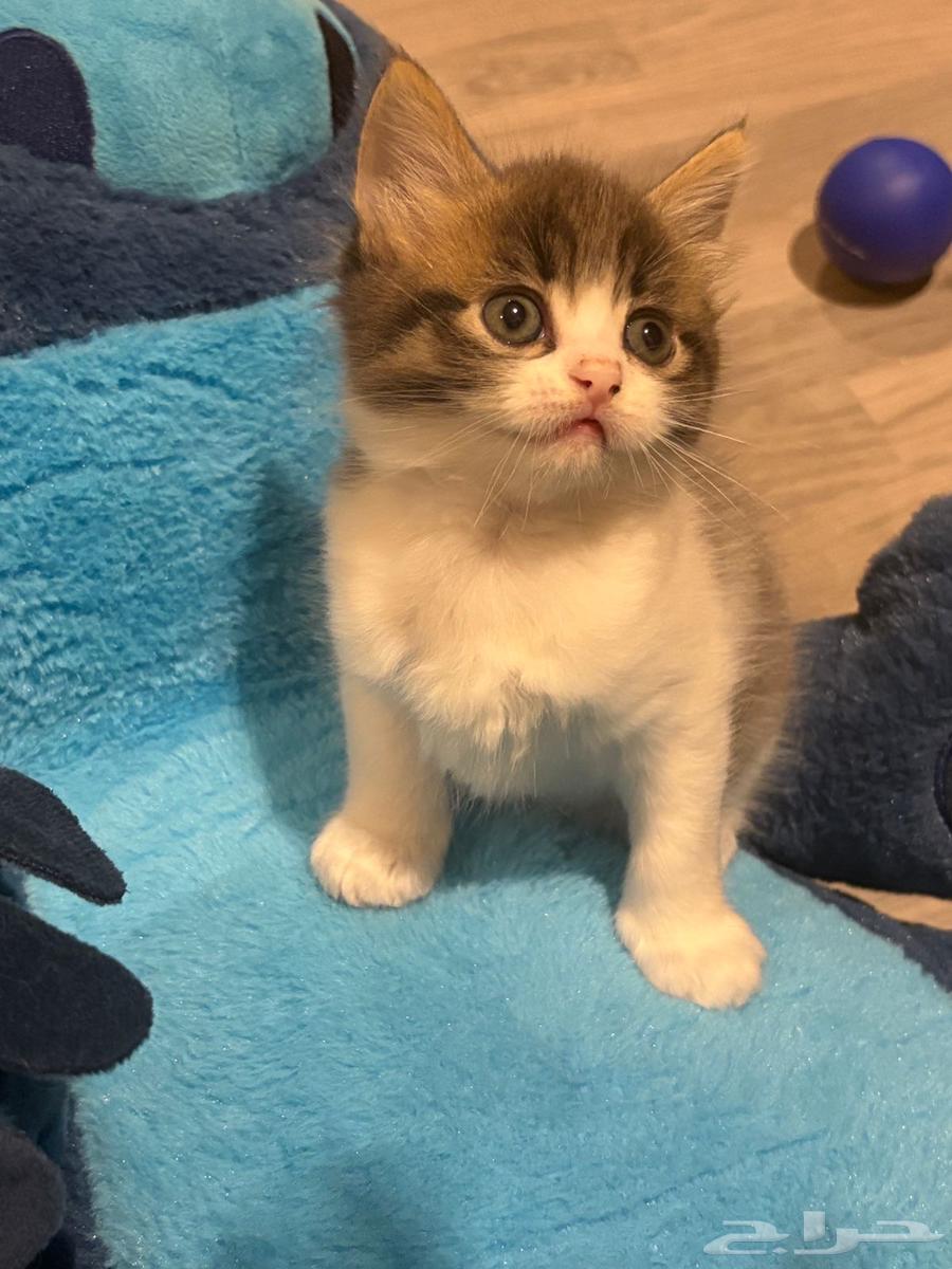 Cat and kitten64587304743681112