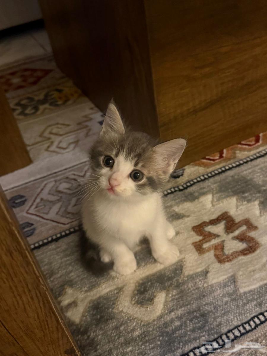 Cat and kitten64587304743681113