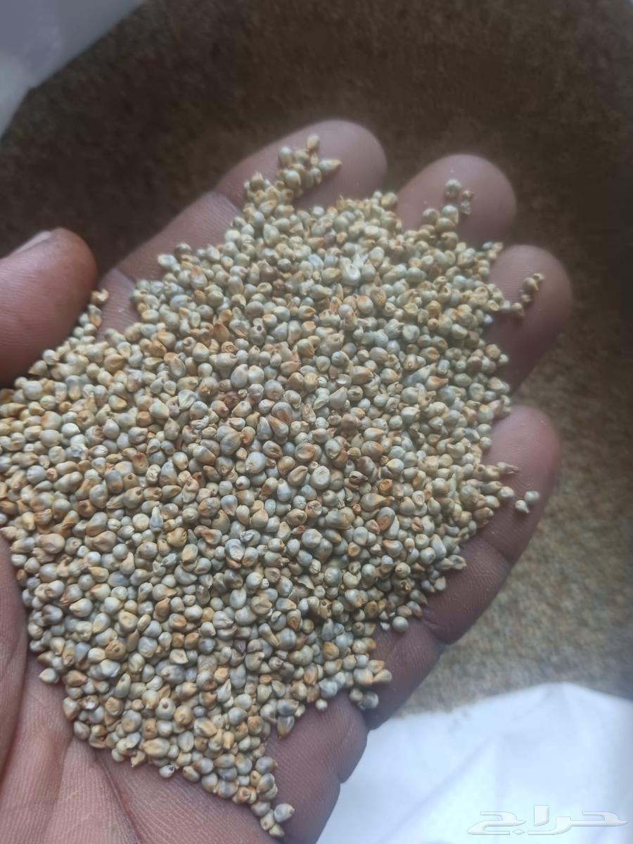 دخن هندي64582373068930112