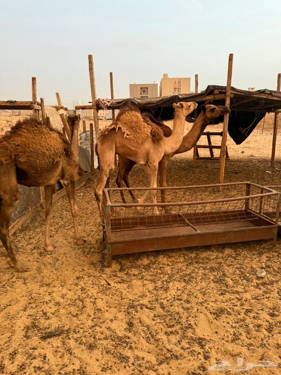 للبيع 3 قعدان سمينة العمر 5-6 اشهر64585893659139110