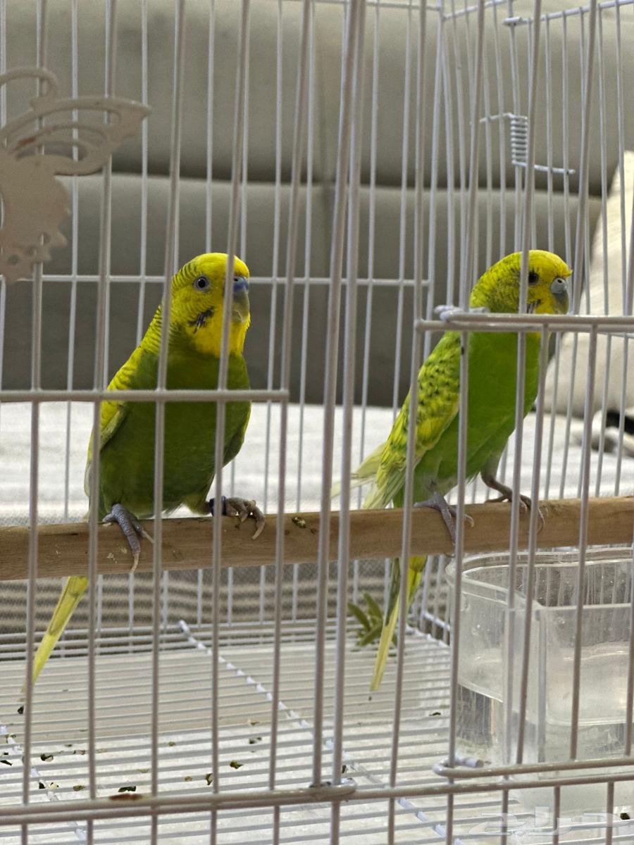 زوج طيور الحب بادجي للبيع64581127985793111