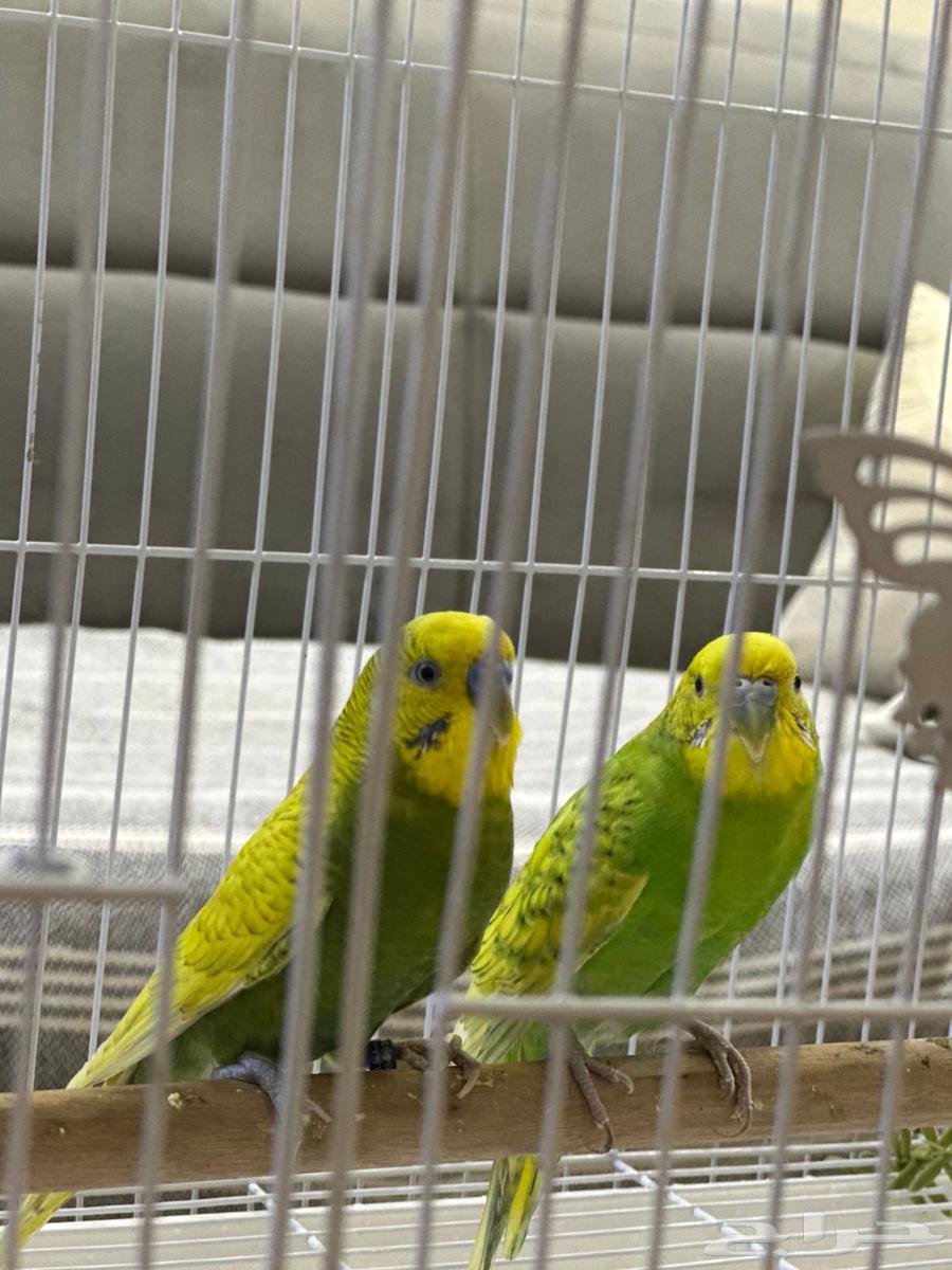 زوج طيور الحب بادجي للبيع64581127985793110