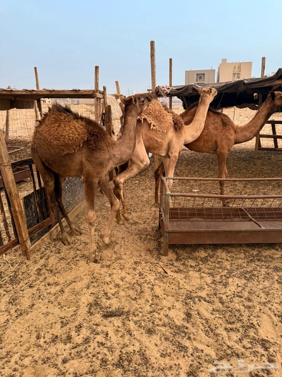 للبيع 3 قعدان سمينة العمر 5-6 اشهر64585893659139111