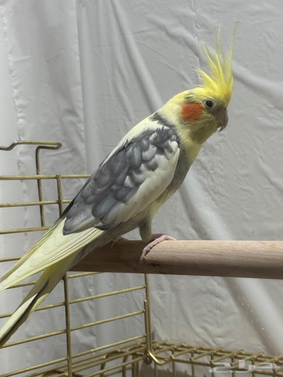 عصافير كروان كوكتيل للبيع64581210501633111