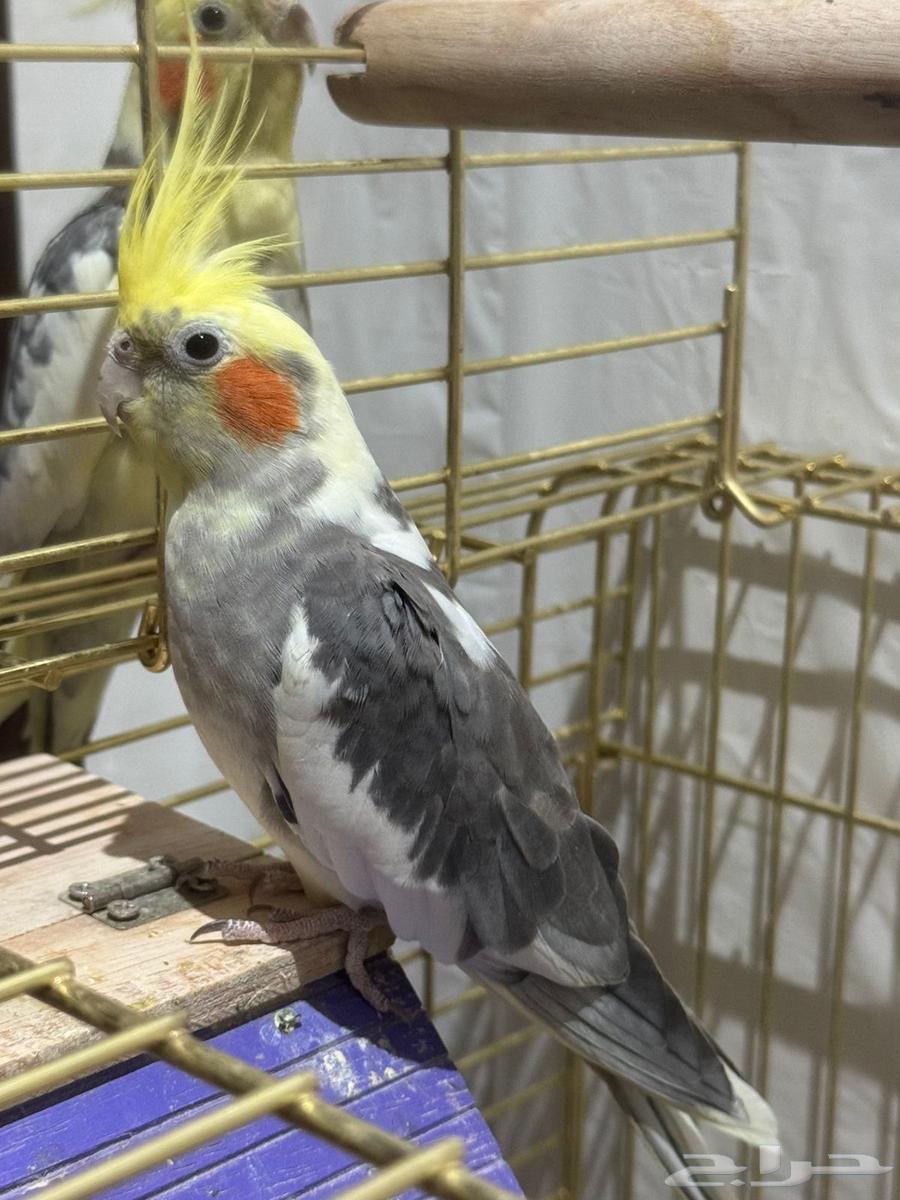 عصافير كروان كوكتيل للبيع64581210501633110