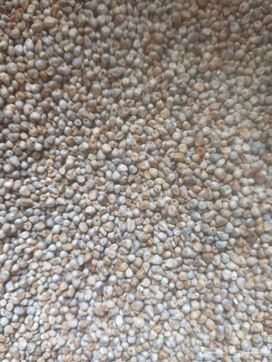 دخن هندي64582373068930111