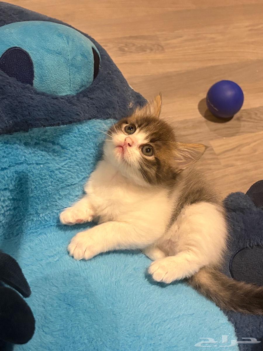 Cat and kitten64587304743681114