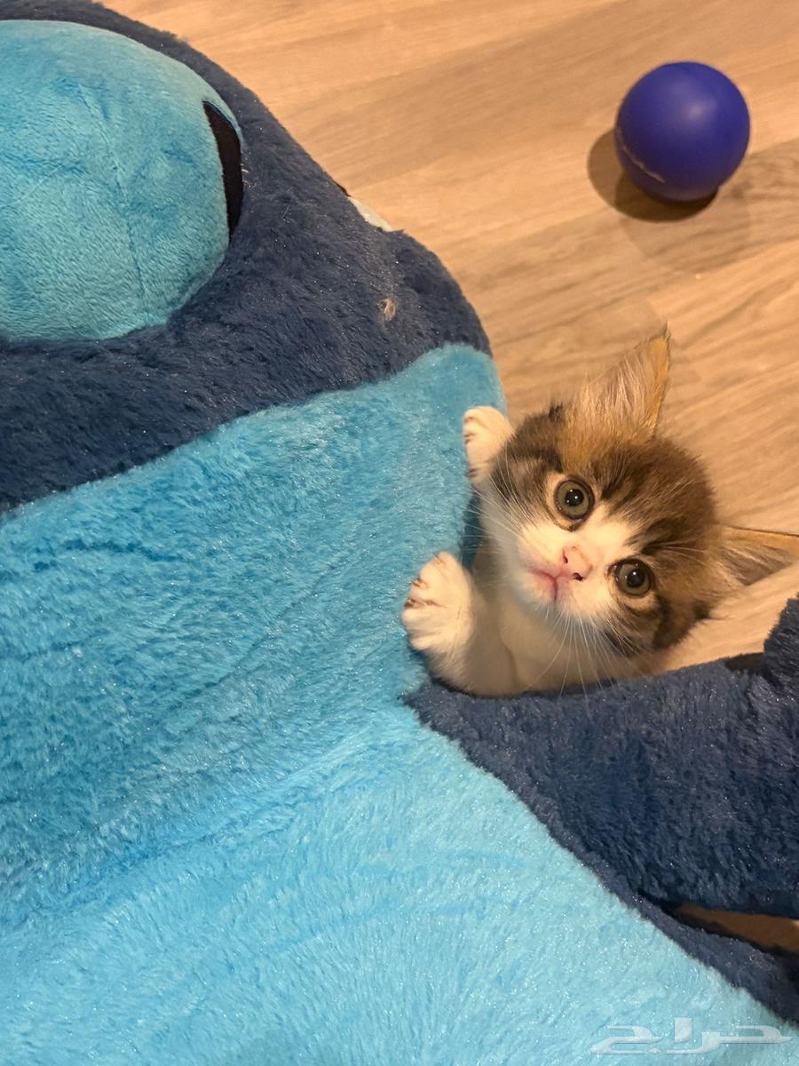 Cat and kitten64587304743681110