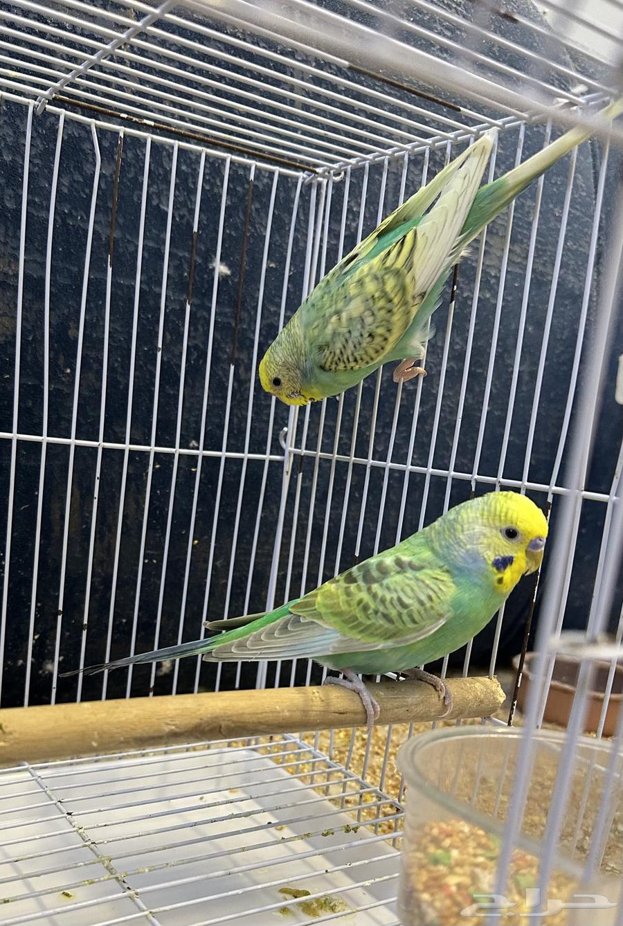 جوز بادجي رينبو64582062484610112