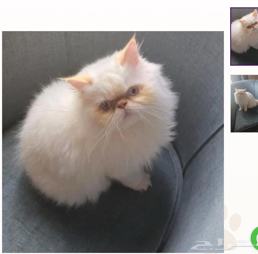 Adopting a cat named Beaky Face64580963196803110