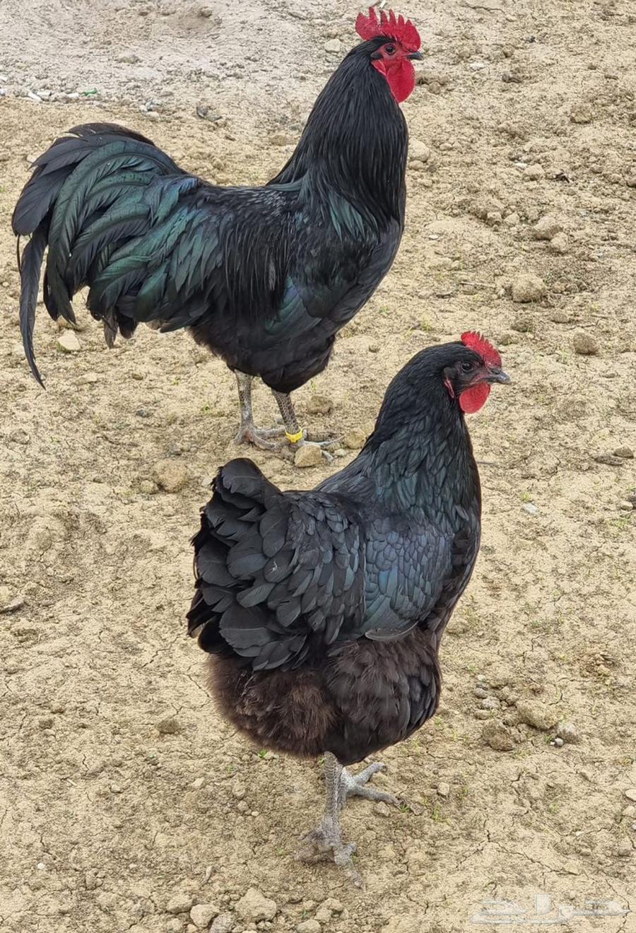 للبيع دجاج استرالوب منتج64587565180802110