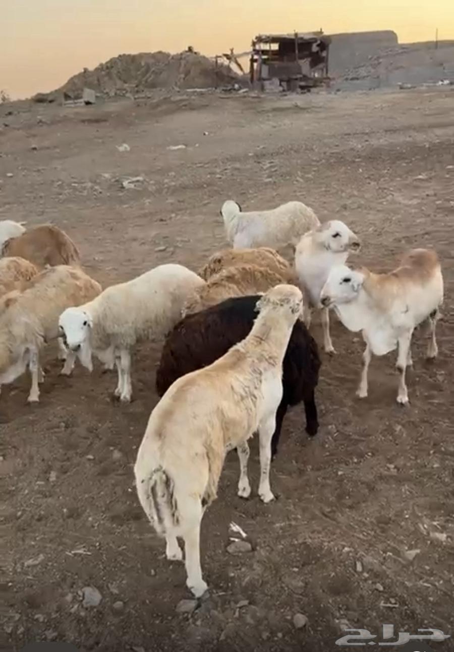 غنم رفيدي فل ظهر وطرف64581828915714113