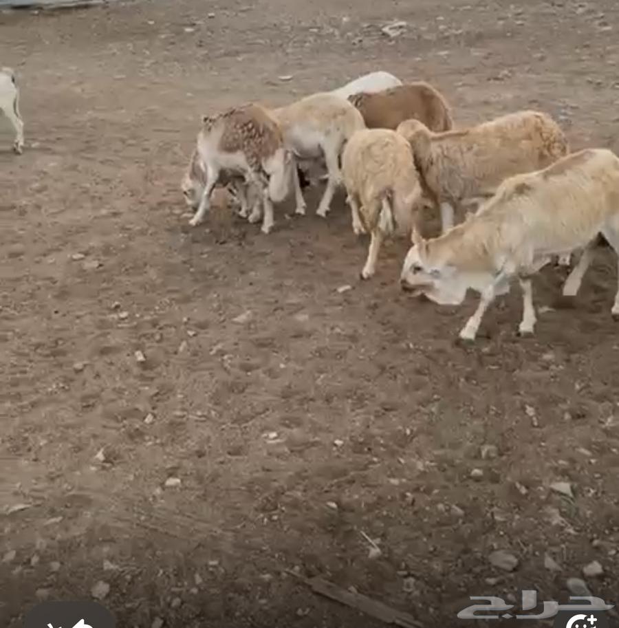 غنم رفيدي فل ظهر وطرف64581828915714114