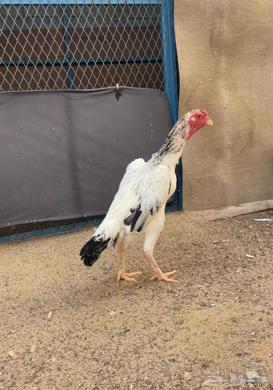 دجاجه شامو ياباني تم البيع64580840387585111