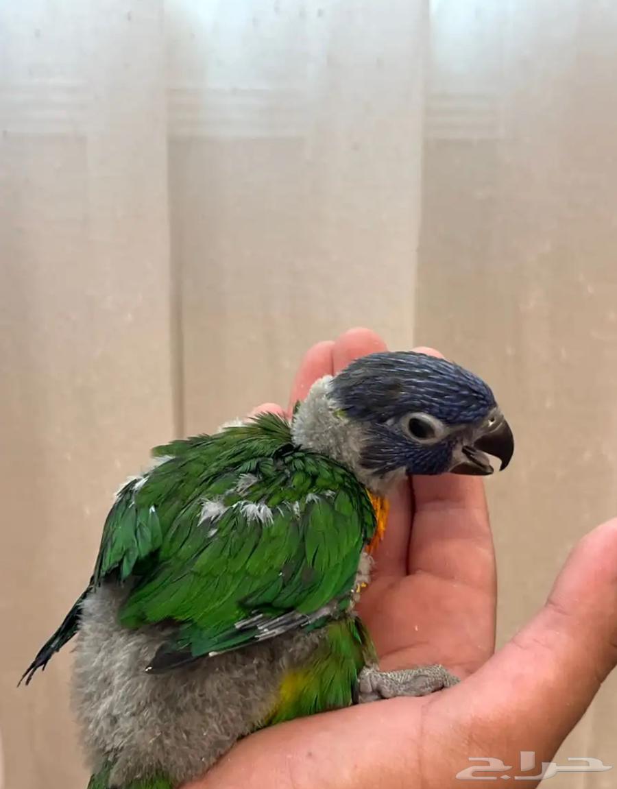 فروخ لوري لهواة الغر والهدد الخارجي64585452352771113