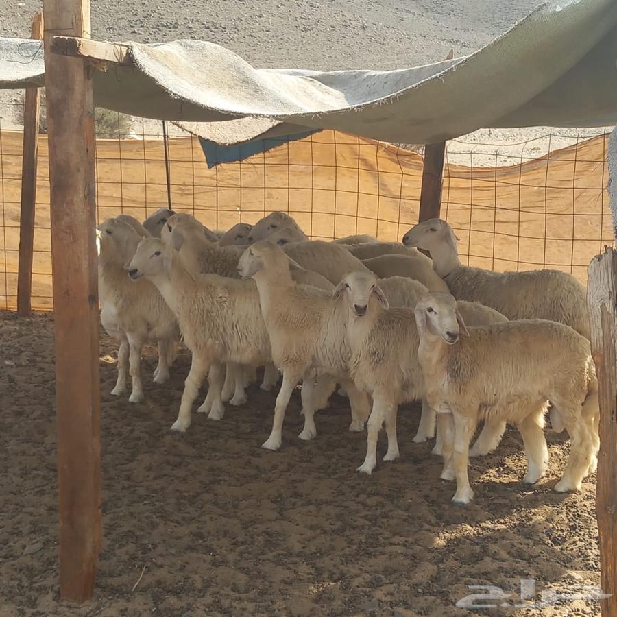 Freedom Slaughter with Slaughtering and Delivery64581196793729114