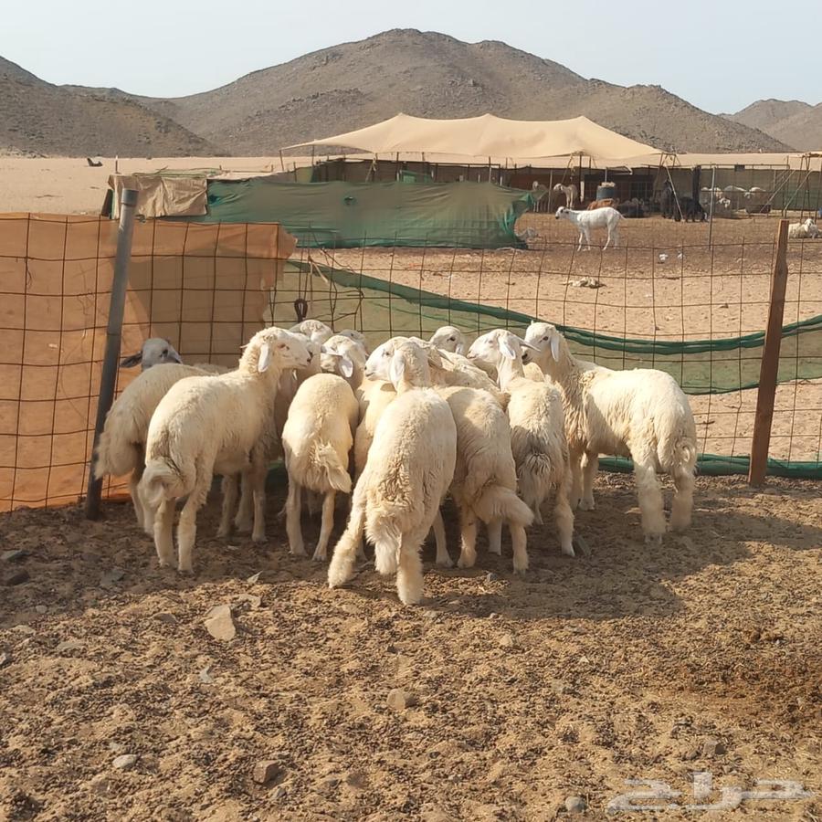 Freedom Slaughter with Slaughtering and Delivery64581196793729113