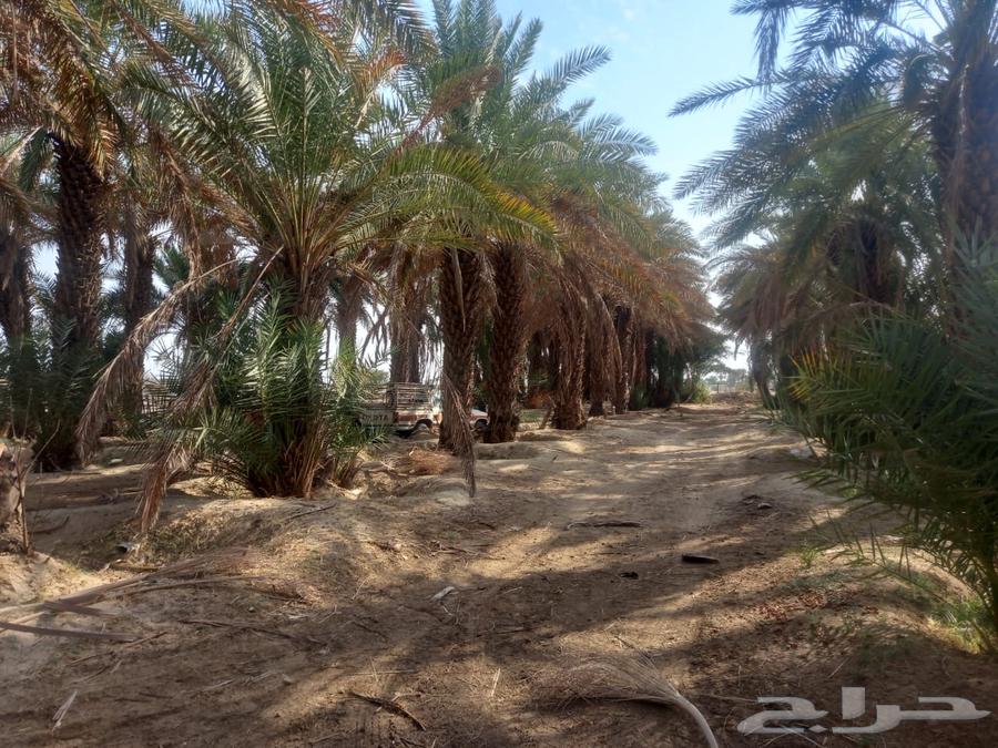 Palm Trees64581429560450114