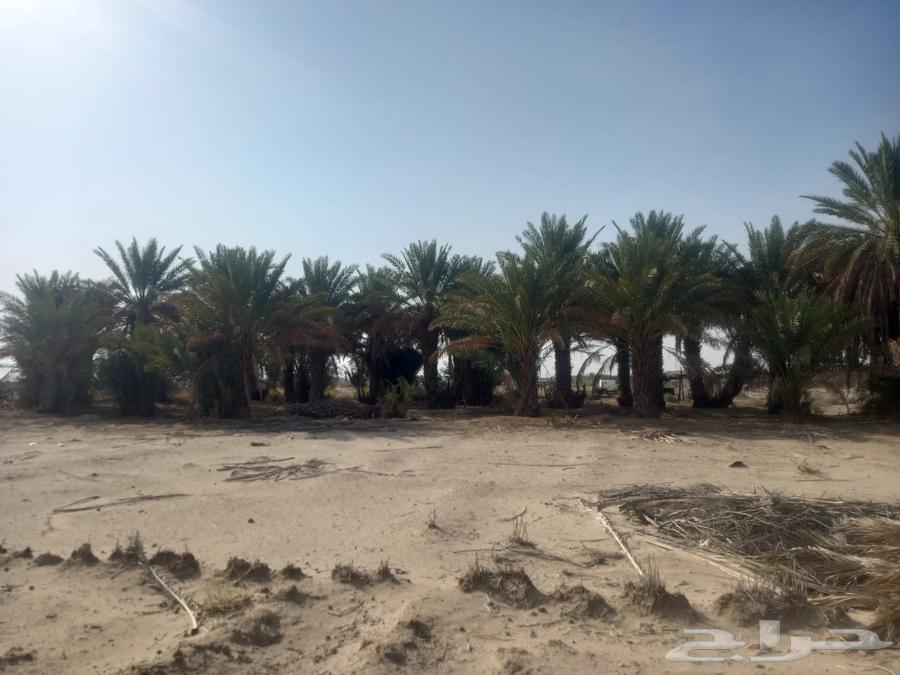 Palm Trees64581429560450110