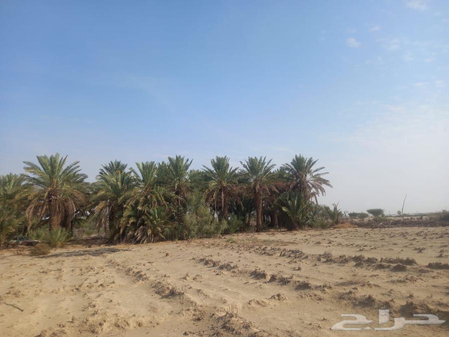 Palm Trees64581429560450112