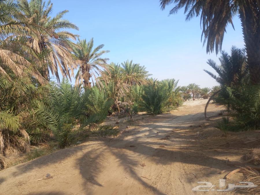 Palm Trees64581429560450113