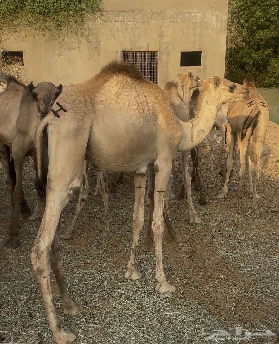 قعدان صومالية من سنتين لي سنتين ونص64583979576833110