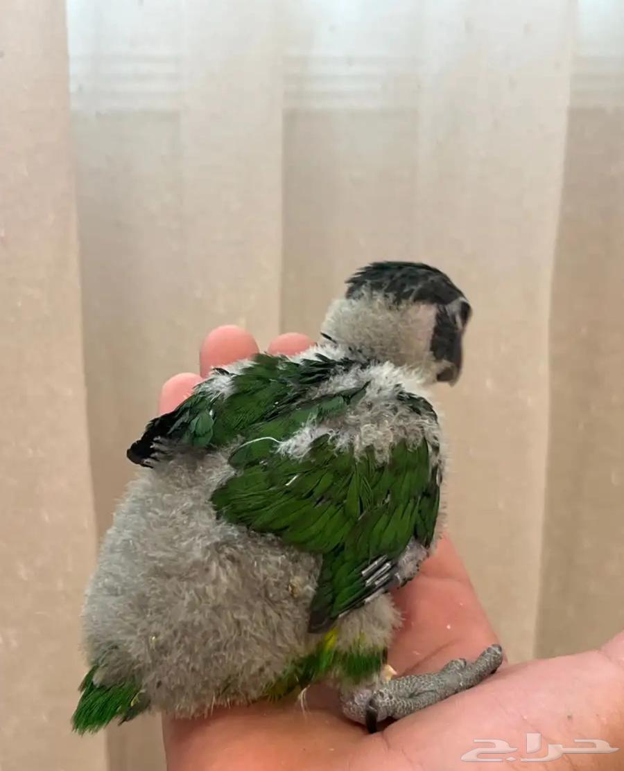 فروخ لوري لهواة الغر والهدد الخارجي64585452352771112