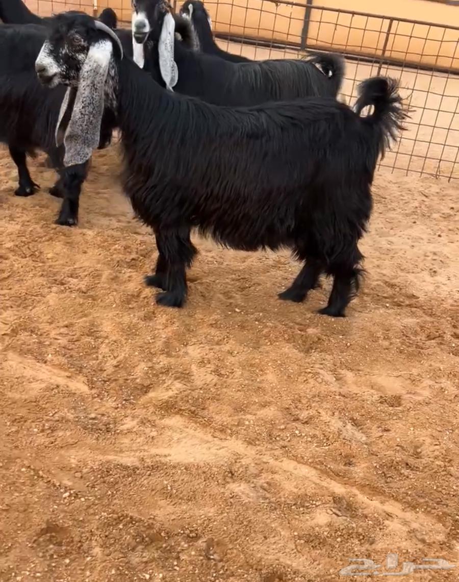 معزا عوارض خصمم64585595332609111