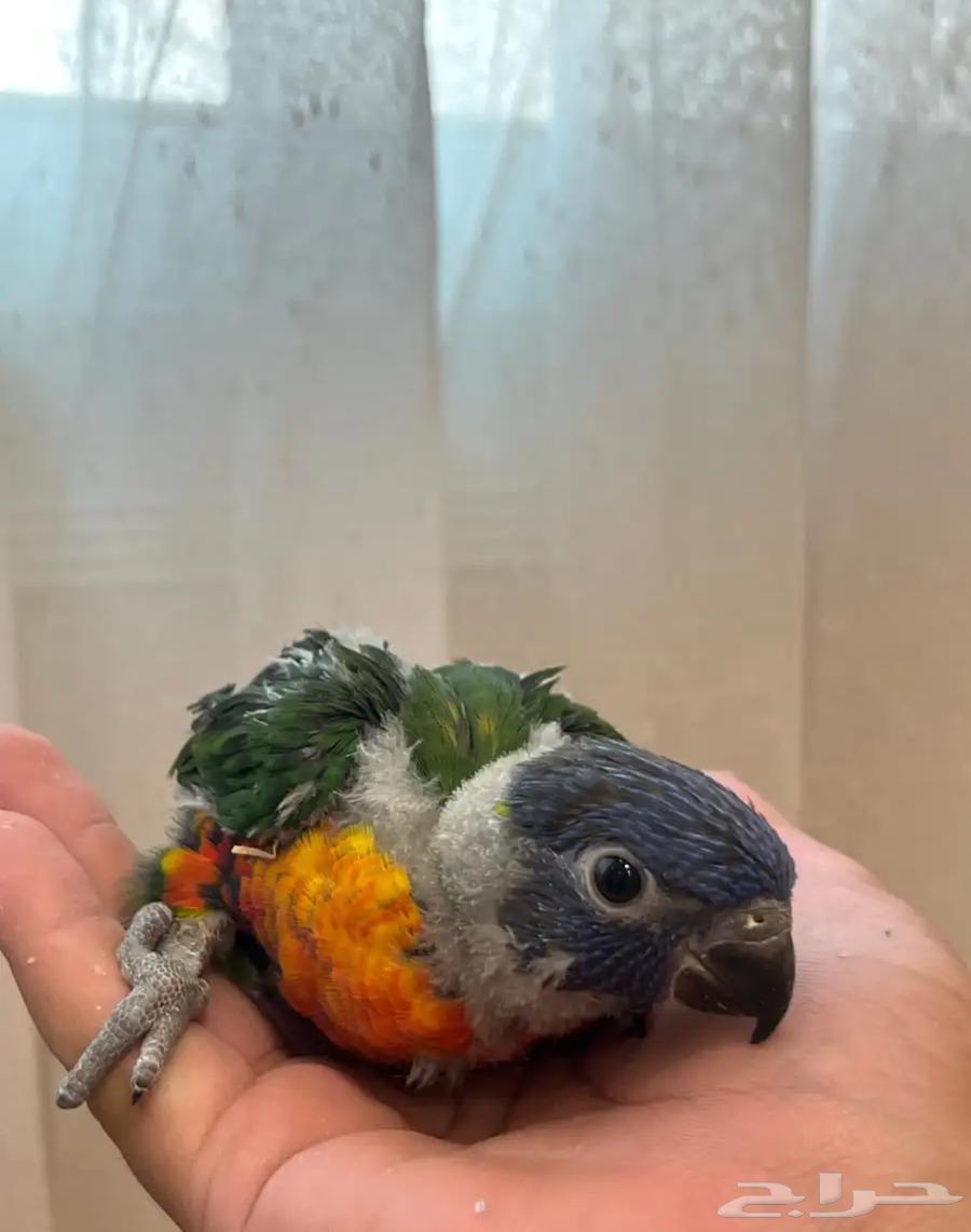 فروخ لوري لهواة الغر والهدد الخارجي64585452352771110