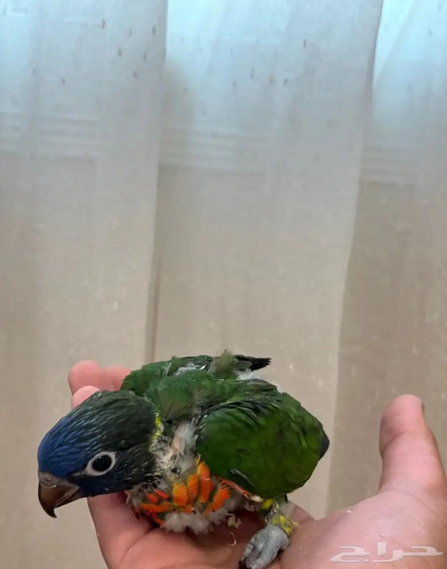 فروخ لوري لهواة الغر والهدد الخارجي64585452352771114