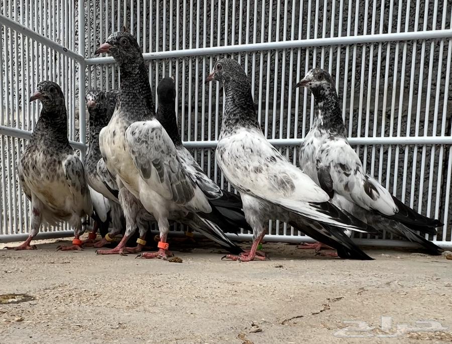 طبات حمام باكستاني64586066209027113