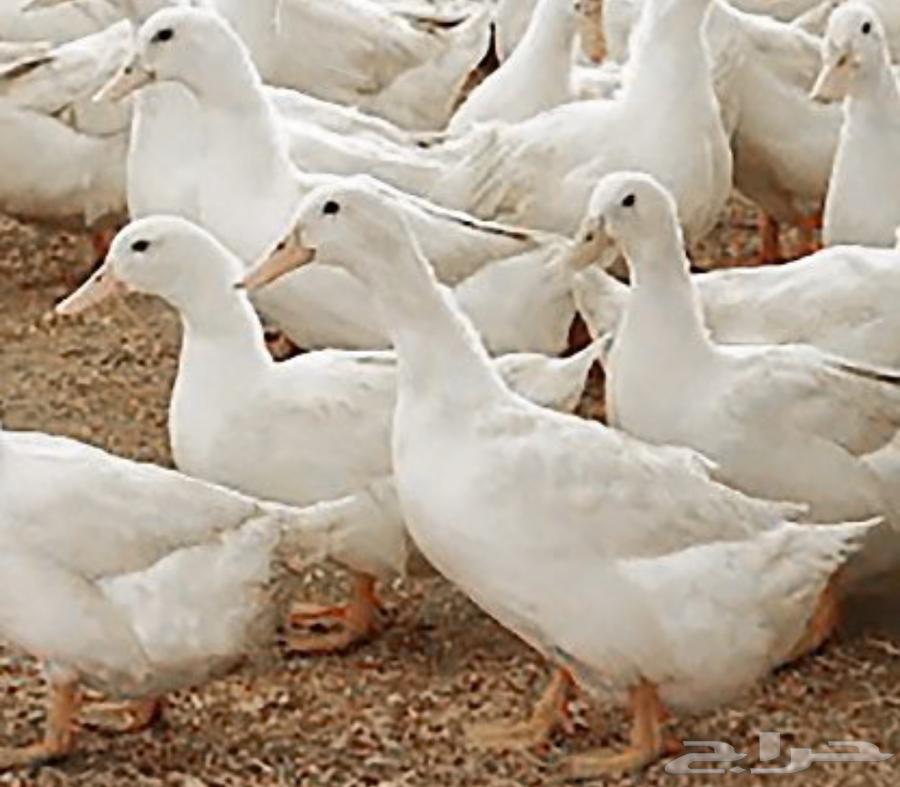 عرض اليوم الوطني 9564586264146178111