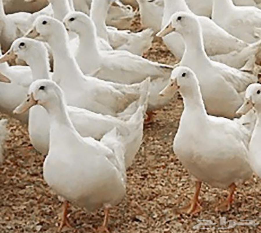 عرض اليوم الوطني 9564586264146178112