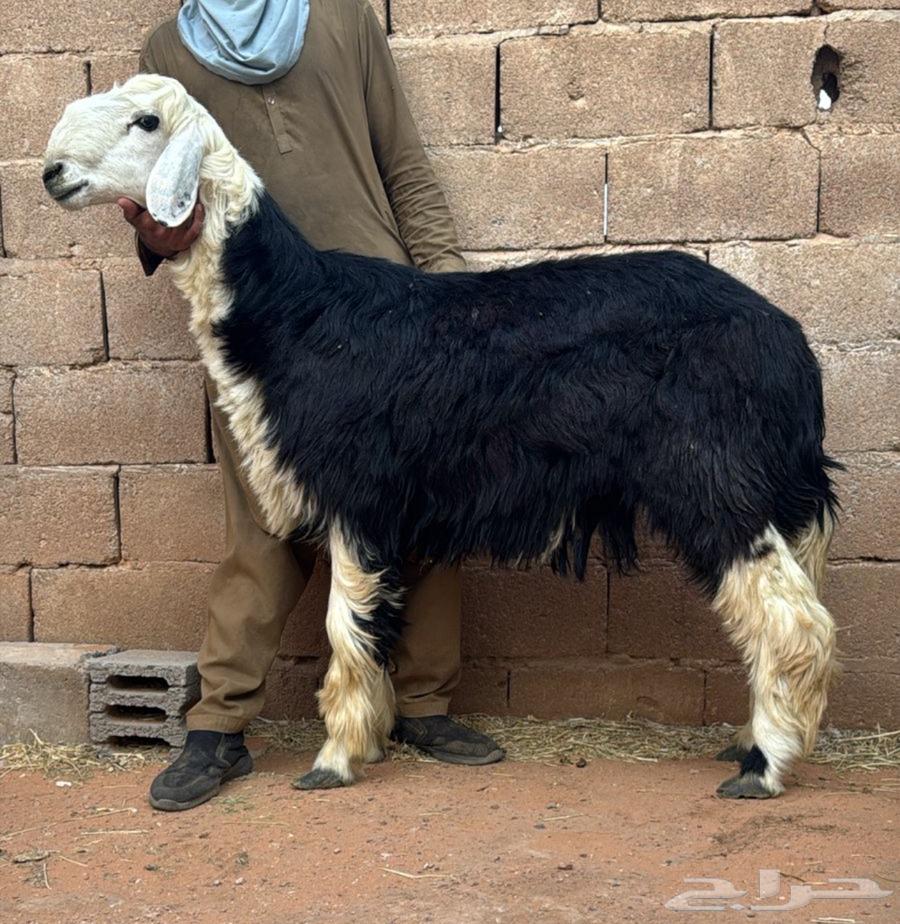 بيع الله يبارك له فحل نجدي جذع64558377905027111