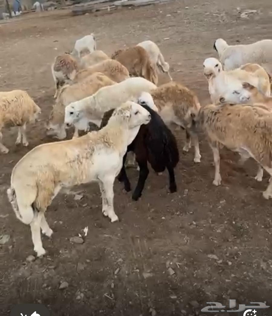 غنم رفيدي فل ظهر وطرف64581828915714112