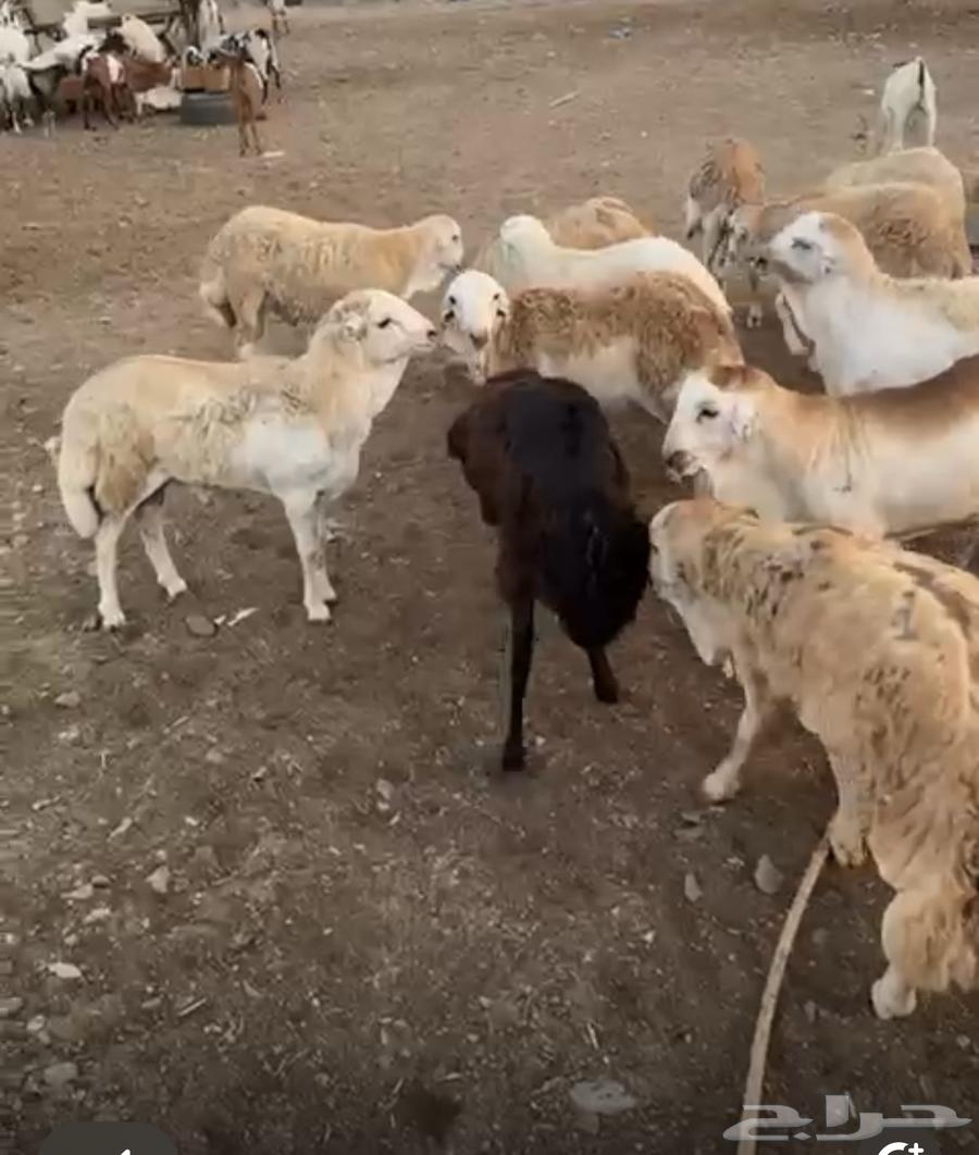 غنم رفيدي فل ظهر وطرف64581828915714111