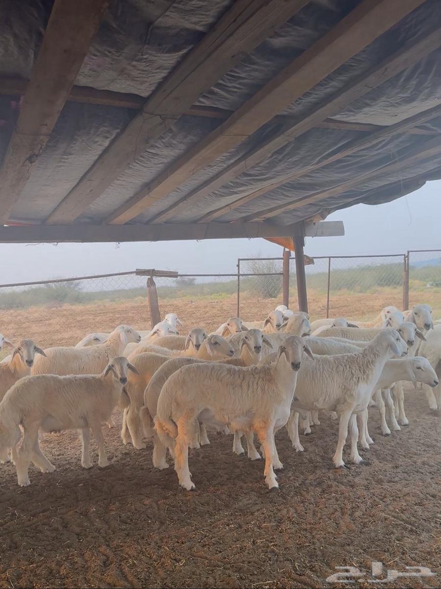 طليان حري 42 راس للبيع64582629463041110