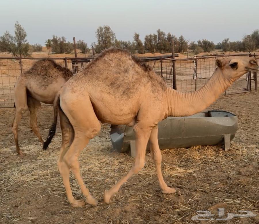 حشو لبانيه للبيع64583922974467110