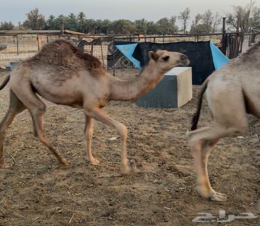 حشو لبانيه للبيع64583922974467111