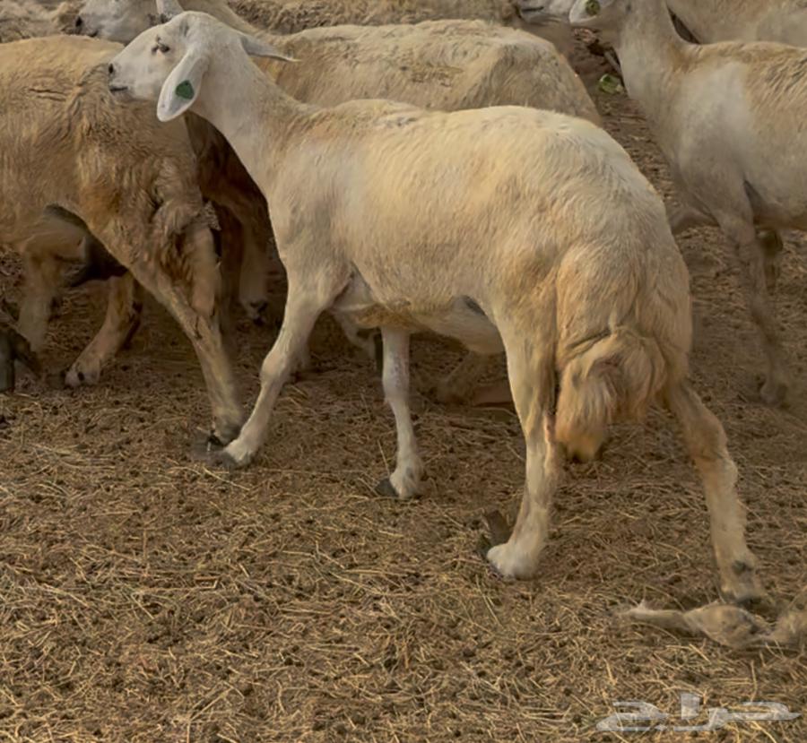 15 ضان حرش دفع مراح واحد ضان كفووو ع 780 (( تم البيع ))64585732838531113