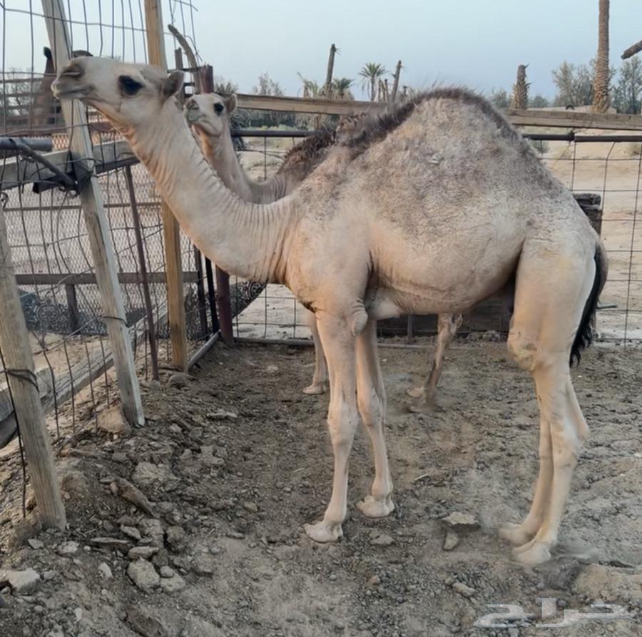 حشو لبانيه للبيع64583922974467113