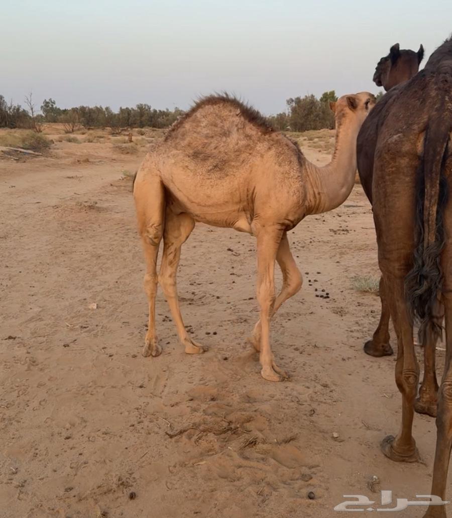 حشو لبانيه للبيع64583922974467112