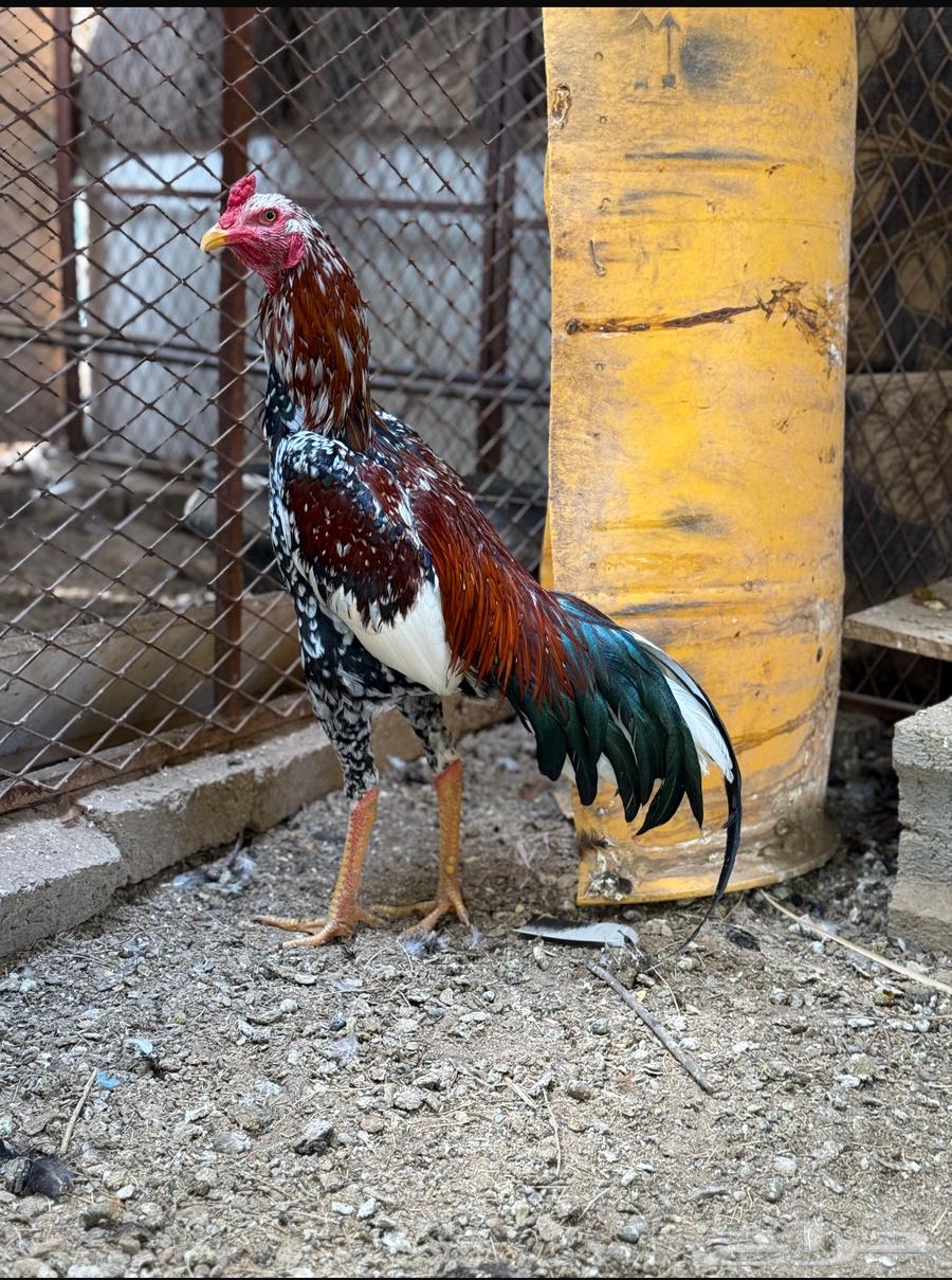 فروخ سندي نسل غبشان64582048650497114