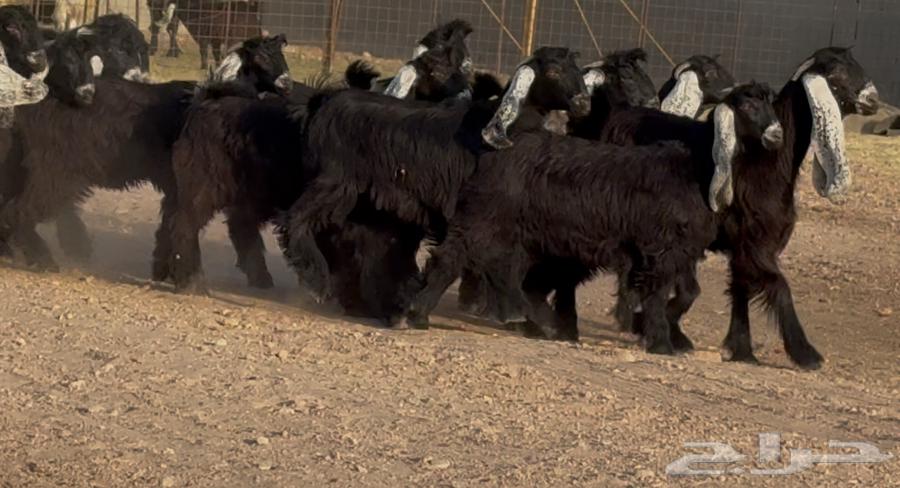 جذعات عوارض صنف فاااخره العدد 22 بالفحول 264587022490371112