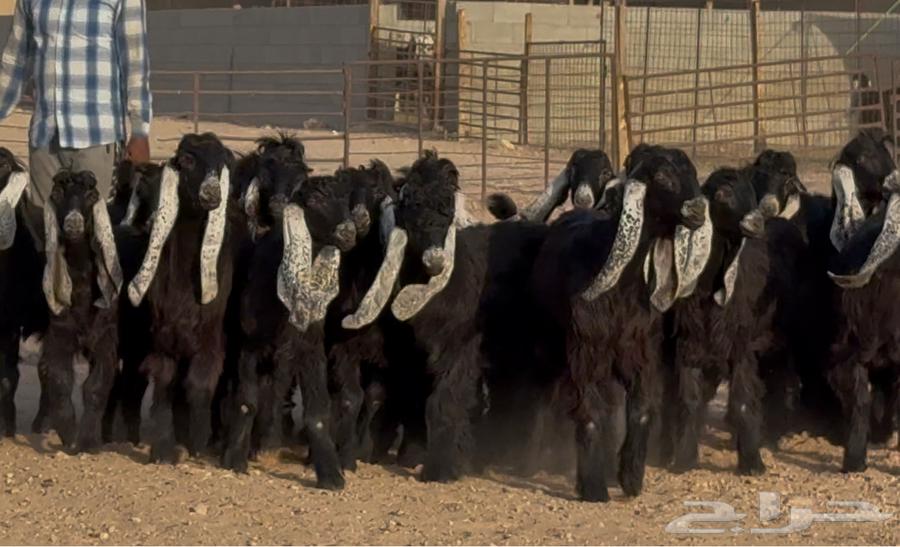 جذعات عوارض صنف فاااخره العدد 22 بالفحول 264587022490371113