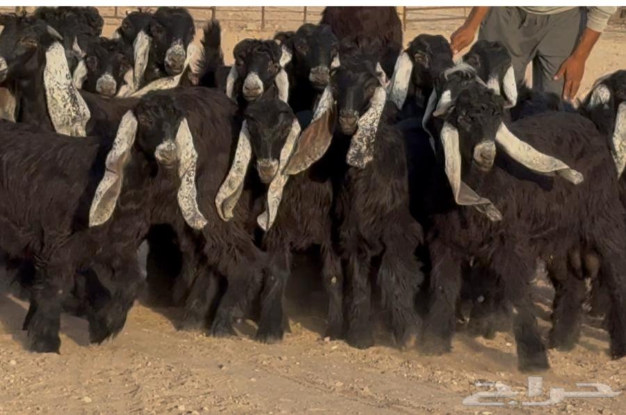 جذعات عوارض صنف فاااخره العدد 22 بالفحول 264587022490371114