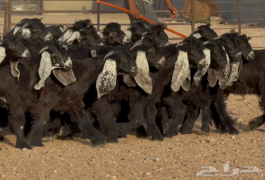 جذعات عوارض صنف فاااخره العدد 22 بالفحول 264587022490371111