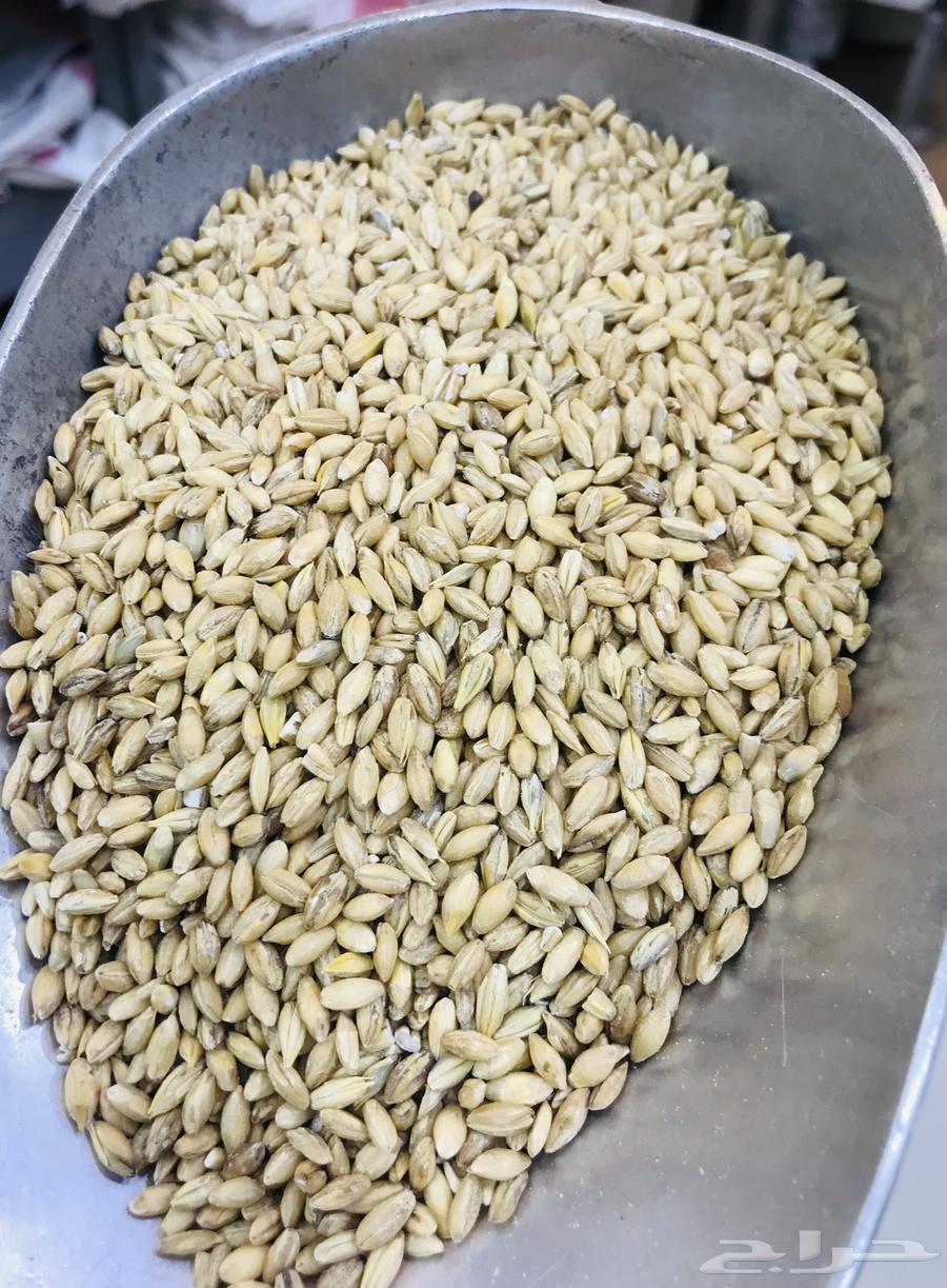 بلبوله مغربيه شعير البلبوله المغربيه64586326699906110